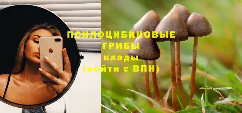 дарнет шоп  МЕГА зеркало  Галлюциногенные грибы Psilocybine cubensis  Гусиноозёрск 